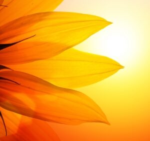 Living Your Design Online Course - Enhanced